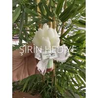 Lale Buket Mum Hediyelik